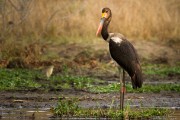 Young saddle-billed stork : 2014 Uganda